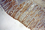 NSDHL Antibody in Immunohistochemistry (Paraffin) (IHC (P))