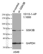 GSK3B Antibody in Western Blot (WB)