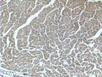FKBP1B Antibody in Immunohistochemistry (Paraffin) (IHC (P))
