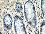 METTL9 Antibody in Immunohistochemistry (Paraffin) (IHC (P))