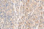METTL9 Antibody in Immunohistochemistry (Paraffin) (IHC (P))