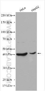 METTL9 Antibody in Western Blot (WB)
