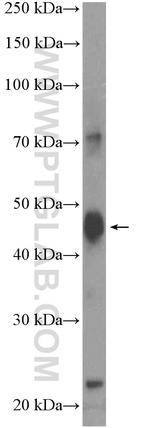 METTL9 Antibody in Western Blot (WB)