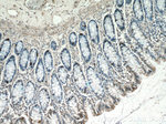 METTL9 Antibody in Immunohistochemistry (Paraffin) (IHC (P))