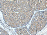 METTL9 Antibody in Immunohistochemistry (Paraffin) (IHC (P))