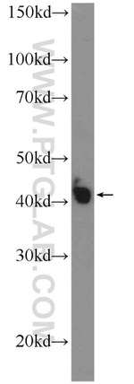 METTL9 Antibody in Western Blot (WB)