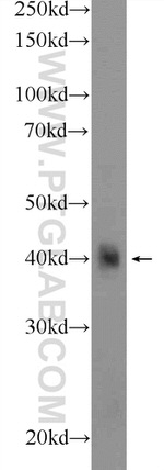 METTL9 Antibody in Western Blot (WB)