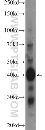METTL9 Antibody in Western Blot (WB)