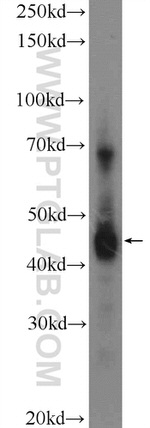 METTL9 Antibody in Western Blot (WB)