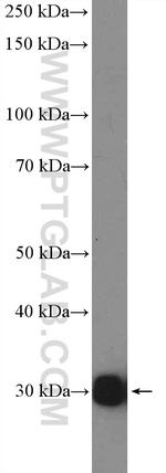 NNMT Antibody in Western Blot (WB)