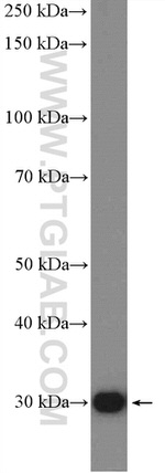 NNMT Antibody in Western Blot (WB)