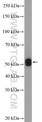 OGG1 Antibody in Western Blot (WB)