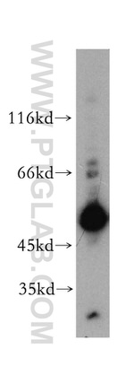 OGG1 Antibody in Western Blot (WB)