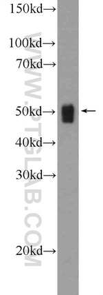 OGG1 Antibody in Western Blot (WB)
