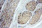GP73/GOLPH2 Antibody in Immunohistochemistry (Paraffin) (IHC (P))