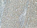 GP73/GOLPH2 Antibody in Immunohistochemistry (Paraffin) (IHC (P))