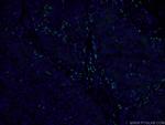 GP73/GOLPH2 Antibody in Immunohistochemistry (PFA fixed) (IHC (PFA))