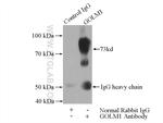 GP73/GOLPH2 Antibody in Immunoprecipitation (IP)
