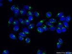 GP73/GOLPH2 Antibody in Immunocytochemistry (ICC/IF)
