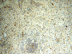 GP73/GOLPH2 Antibody in Immunohistochemistry (Paraffin) (IHC (P))