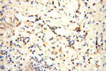 GP73/GOLPH2 Antibody in Immunohistochemistry (Paraffin) (IHC (P))