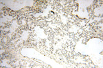 GP73/GOLPH2 Antibody in Immunohistochemistry (Paraffin) (IHC (P))