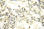 GP73/GOLPH2 Antibody in Immunohistochemistry (Paraffin) (IHC (P))