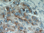 GP73/GOLPH2 Antibody in Immunohistochemistry (Paraffin) (IHC (P))