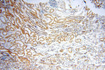 GP73/GOLPH2 Antibody in Immunohistochemistry (Paraffin) (IHC (P))