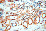 GP73/GOLPH2 Antibody in Immunohistochemistry (Paraffin) (IHC (P))