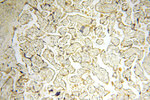 GP73/GOLPH2 Antibody in Immunohistochemistry (Paraffin) (IHC (P))