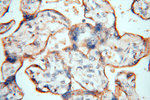 GP73/GOLPH2 Antibody in Immunohistochemistry (Paraffin) (IHC (P))