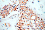 GP73/GOLPH2 Antibody in Immunohistochemistry (Paraffin) (IHC (P))