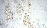 GP73/GOLPH2 Antibody in Immunohistochemistry (Paraffin) (IHC (P))