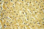 ABLIM1 Antibody in Immunohistochemistry (Paraffin) (IHC (P))