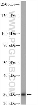 HSCB Antibody in Western Blot (WB)