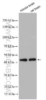 Creatine kinase B type Antibody in Western Blot (WB)