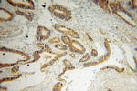 Creatine kinase B type Antibody in Immunohistochemistry (Paraffin) (IHC (P))