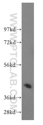 Creatine kinase B type Antibody in Western Blot (WB)