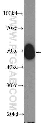 Creatine kinase B type Antibody in Western Blot (WB)