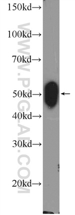 Creatine kinase B type Antibody in Western Blot (WB)