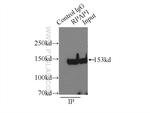 RPAP1 Antibody in Immunoprecipitation (IP)