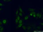 GTF2F2 Antibody in Immunocytochemistry (ICC/IF)