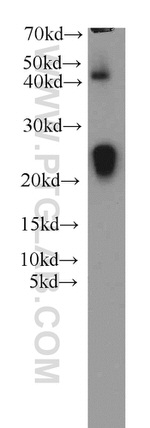 GLO1 Antibody in Western Blot (WB)