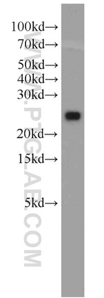 GLO1 Antibody in Western Blot (WB)
