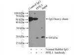 PPIL1 Antibody in Immunoprecipitation (IP)
