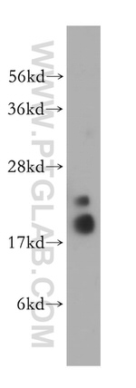 PPIL1 Antibody in Western Blot (WB)