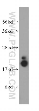 PPIL1 Antibody in Western Blot (WB)