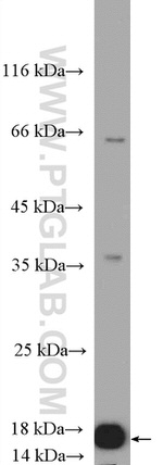RPL36 Antibody in Western Blot (WB)