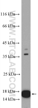 RPL36 Antibody in Western Blot (WB)